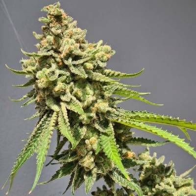 Vision Seeds Strawberry Haze Auto semena neobsahují THC 3 ks