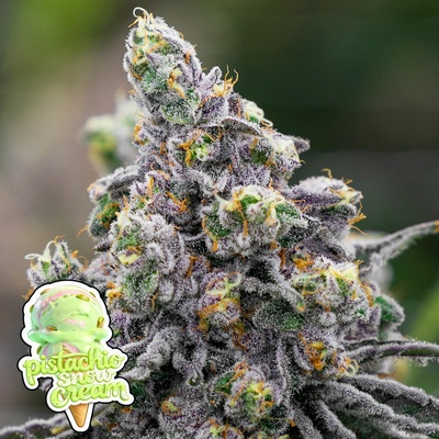 Pistachio Snow Cream Anesia Seeds semena neobsahují THC 3 ks