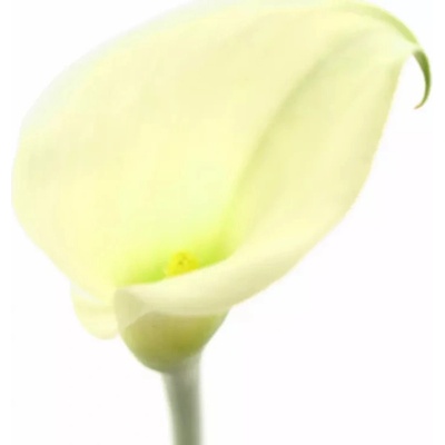 Kala CRYSTAL BLUSH 50cm