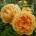 David Austin® Роза Golden Celebration® - David Austin®