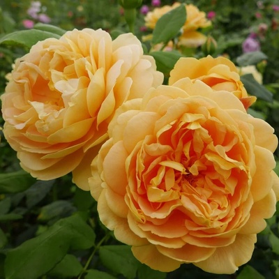 David Austin® Роза Golden Celebration® - David Austin®