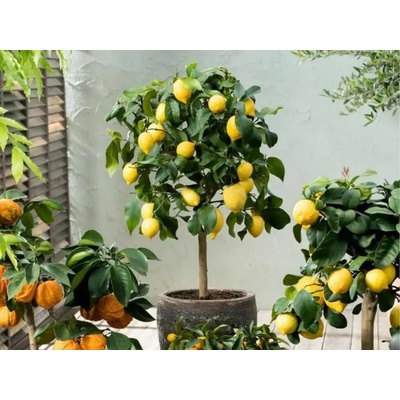 Citronovník pravý na 20-25 cm kmienku, výška 60-80 cm, kvetináč 5 l