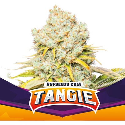 BSF Seeds Tangie semienka neobsahujú THC 12 ks