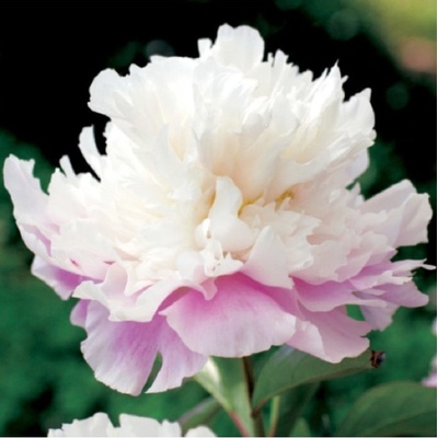 Pivoňka Amabilis - Paeonia lactiflora - hlízy pivoňky - 1 ks