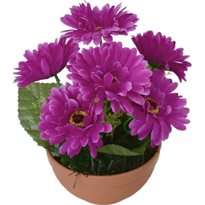 Gerbery fialové 7 květů v terakotové misce Ø22/ 24 cm