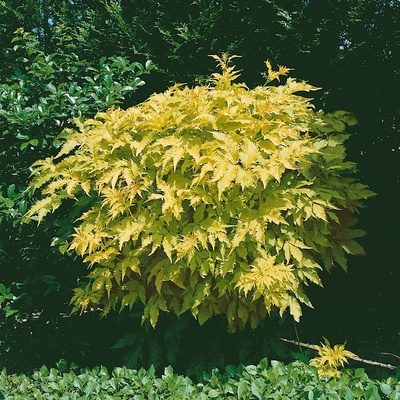 Tavola kalinolistá 'Dart's Gold'