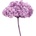 Hortenzie premium (Hortensias)