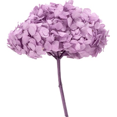 Hortenzie premium (Hortensias)