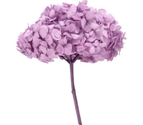 Hortenzie premium (Hortensias)