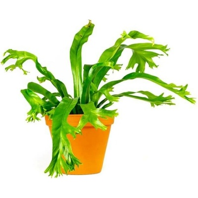 Gardners Asplenium Nidus Crissie, průměr 12 cm Sleziník hnízdnatý, ptačí hnízdo