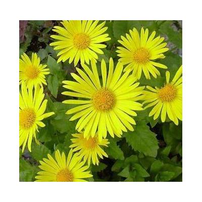 Kamzičník východní 'Magnificum' - Doronicum orientale 'Magnificum', Květník o průměru 9 cm