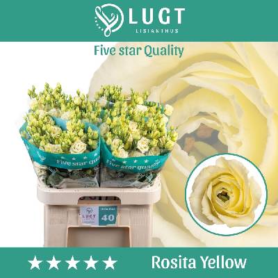 Jícnovka G ROSITA YELLOW 65cm/5+
