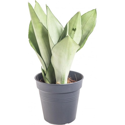 Tchýnin jazyk, Sansevieria trifasciata Moonshine, průměr květináče 12 cm