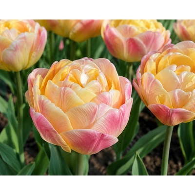 Tulipán 'Cmere upstar' 5 ks – Zbozi.Blesk.cz