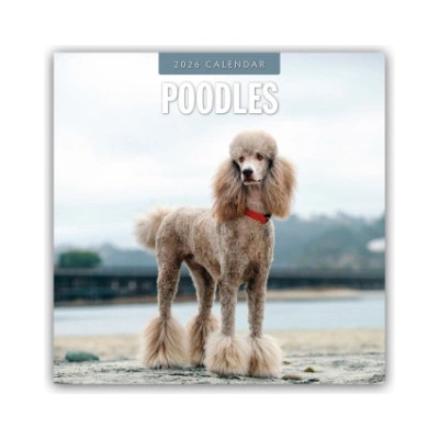 Browntrout Verlags GmbH Poodles - Pudel 2026 - 16-Monatskalender | Red Robin