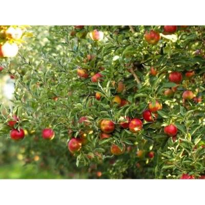 Jabloň domáca (Malus Domestica) ´GALA´ -zimná, výška 230-250 cm, obvod kmeňa 4/6 cm, kont. C10L