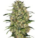 Sensi Seeds Black Domina semena neobsahují THC 3 ks