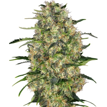 Sensi Seeds Black Domina semena neobsahují THC 3 ks
