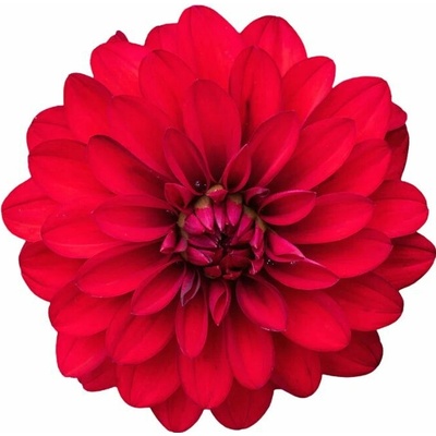 Georgína Imagine Power Red