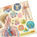 Interaktívne hračky Albi Kúzelné čítanie Kniha Ľudské telo