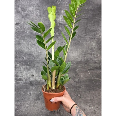 Zamioculcas Zamiofolia