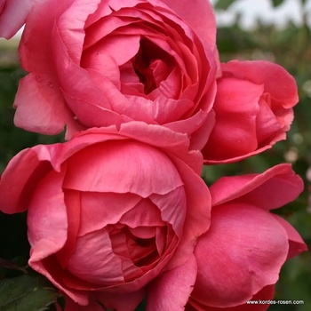 Kordes® Роза Gartenprinzessin Marie-Jose® - Parfuma® (Kordes®)