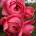Kordes® Роза Gartenprinzessin Marie-Jose® - Parfuma® (Kordes®)