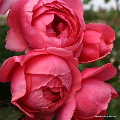 Kordes® Роза Gartenprinzessin Marie-Jose® - Parfuma® (Kordes®)