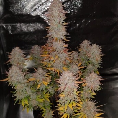 Pure Instinto Sticky Gorilla #4 semienka neobsahujú THC 3 ks