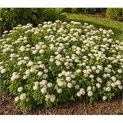 Spiranea Japonica 'Albiflora' Velikost kontejneru: 2l
