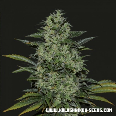 Kalashnikov Seeds Power Russian semena neobsahují THC 3 ks
