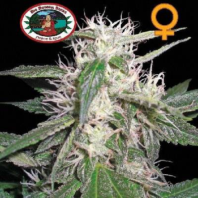 Big Buddha Seeds CHEESE DAWG semena neobsahují THC 5 ks