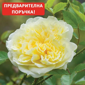 David Austin® Роза Country Parson® - David Austin®