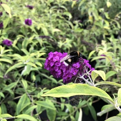 Buddleja davidii 'Santana' Prodejní velikost: 020/030, Velikost hrnku: 2 l