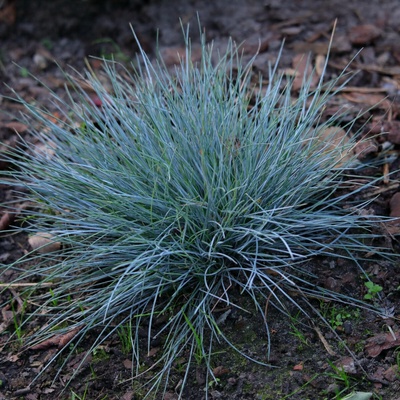 Kostrava Walliská Buddy Blue - Festuca valesiaca - semená - 20 ks