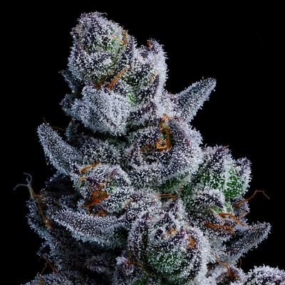 Anesia SeedsDozy Don Semienka neobsahujú THC 3 ks