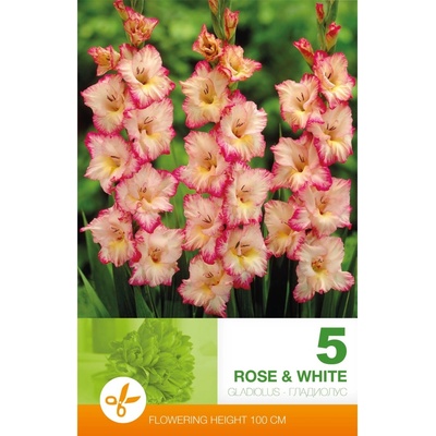 Seklos Гладиоли Розово и Бяло - 5 бр луковици
