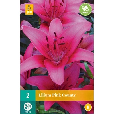 JUB HOLLAND Cibule lilie Lilium PINK COUNTY 2 kusy