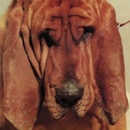SEGALL TY: GOODBYE BREAD LP