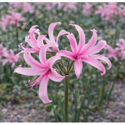 Nerine 'Bowdenii' 3 ks