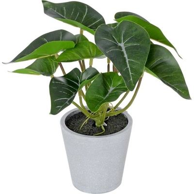 SYNGÓNIUM V PLAST.KVETINÁČI 22CM