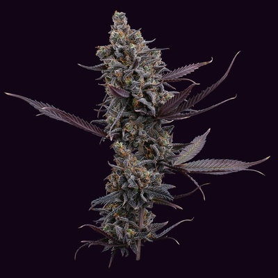 Brothers Grimm Seeds Cinderella Pineapple semienka neobsahujú THC 3 ks