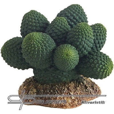 Hobby Kaktus Atacamma 7 cm – Zboží Dáma