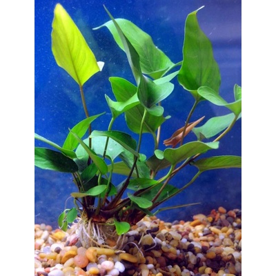 Anubias hastifolia