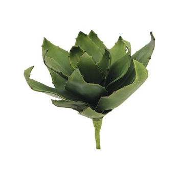 Agáve zelená, 45 cm