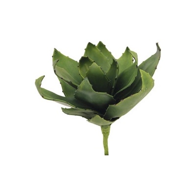 Agáve zelená, 45 cm