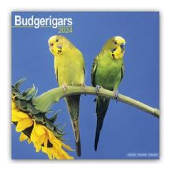Budgerigar Square Bird Wall 16 Month 2024