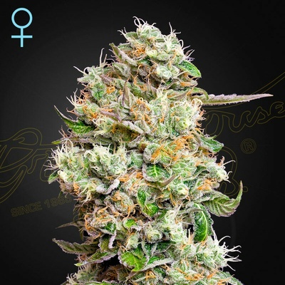 Green House Seed King´s Kush Auto CBD semienka neobsahujú THC 10 ks
