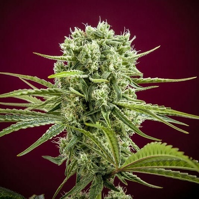 Reggae Seeds Dancehall regular semienka neobsahujú THC 15 ks
