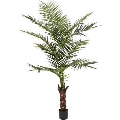 Kentia palma, výška 240cm